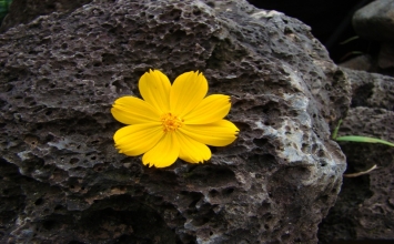 Chánh niệm ...